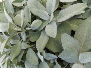 Salvia officinalis