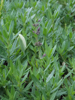 Hyssopus officinalis