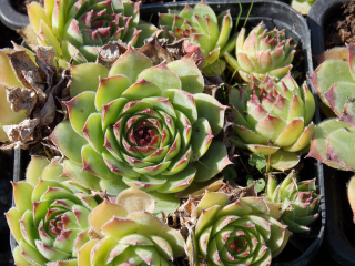 Sempervivum tectorum
