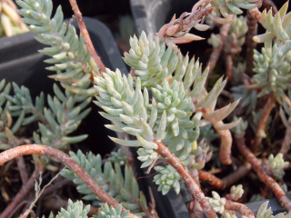 Sedum rupestre