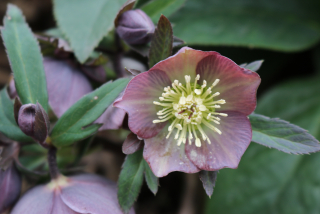 Helleborus orientalis
