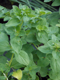 Origanum vulgare