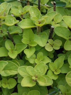 Origanum vulgare AUREUM