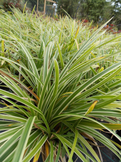 Carex morrowii ICE DANCE