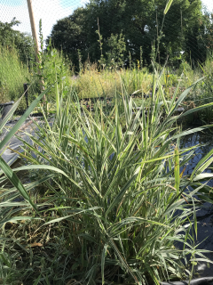 Phalaris arundinacea PICTA