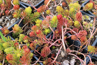 Sedum rupestre ANGELINA