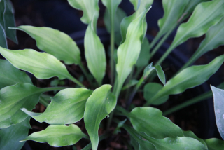 Hosta QUILL