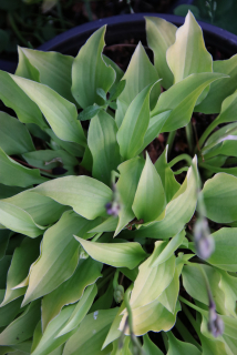Hosta GINGEE