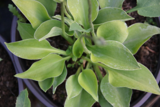 Hosta APPLE GREEN