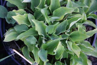 Hosta ROSEMOOR