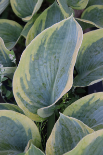 Hosta FRANCES WILLIAMS