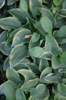 Hosta TANGO