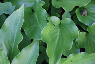 Hosta INVINCIBLE