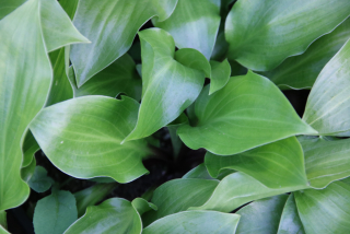 Hosta RED STEPPER