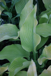 Hosta VILMORINIANA