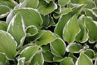Hosta GREEN GOLD