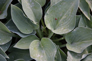 Hosta GREEN LAMA