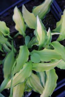Hosta TWIST OF LIME
