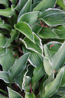 Hosta ALLAN P. McConnell