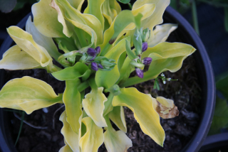 Hosta DAWN