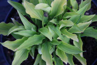 Hosta LEMON LIME