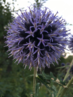 Echinops sphaerocephalus