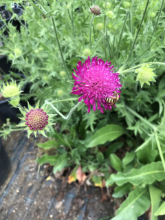 Knautia macedonica RED KNIGHT