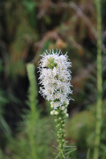 Liatris spicata FLORISTAN WHITE