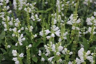 Physostegia virginiana CRYSTAL PEAK WHITE