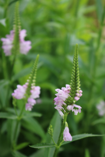 Physostegia virginiana ROSE