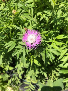 Centaurea dealbata BRIGHT ROSE