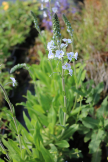 Veronica gentianoides