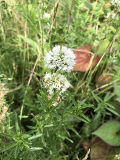 Preslia cervina ALBA