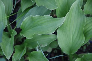 Hosta SWEET SUSAN