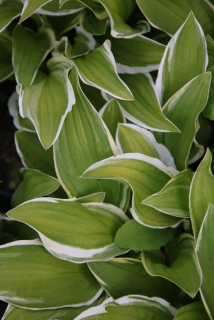 Hosta KROSSA CREAM EDGE