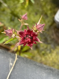 Potentilla palustris (Comarum palustre)