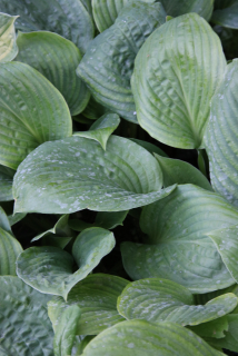 Hosta POTOMAC PRIDE