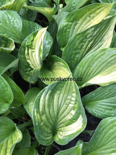 Hosta SHARMON