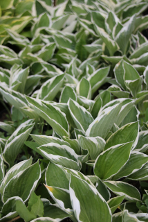 Hosta FRANCEE