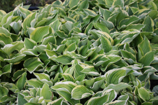 Hosta fortunei AUREOMARGINATA