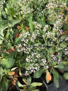 Goniolimon tataricum