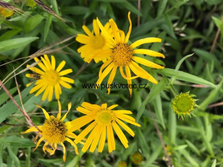 Buphthalmum  salicifolium GOLDEN YELLOW