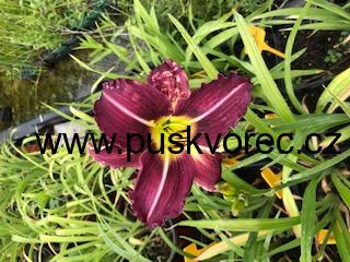 Hemerocallis ISOLDE