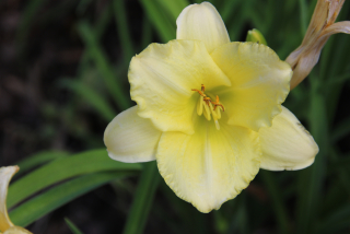 Hemerocallis LITTLE INFANT