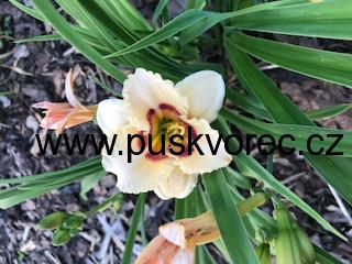 Hemerocallis SILOAM SUGAR TIME