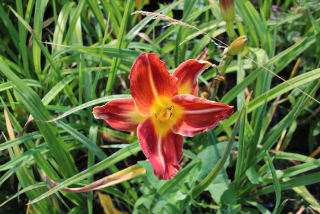 Hemerocallis DAVID COX