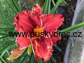 Hemerocallis SUDDENLY IT'S AUTUMN