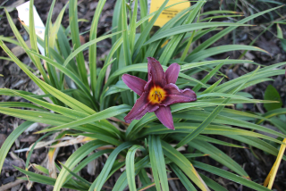 Hemerocallis MINSTREL BOY