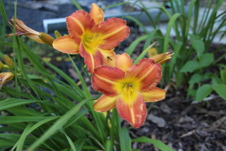 Hemerocallis WOOD BURN