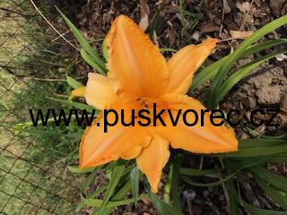 Hemerocallis RUFFLED APRICOT